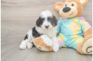 Mini Aussiedoodle Puppy for Adoption
