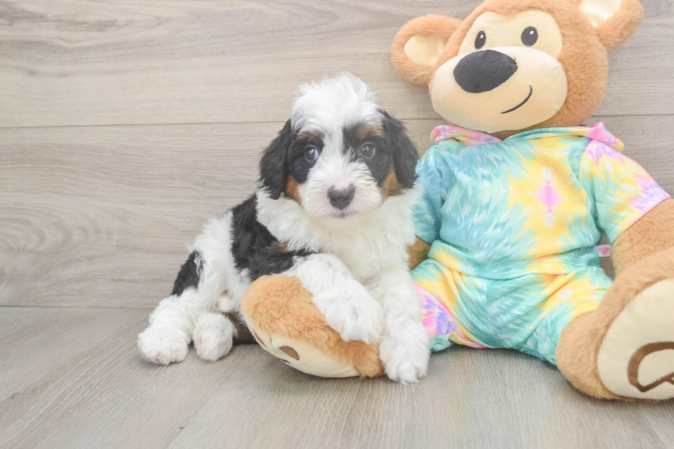 Mini Aussiedoodle Puppy for Adoption