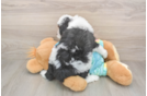 Best Mini Aussiedoodle Baby
