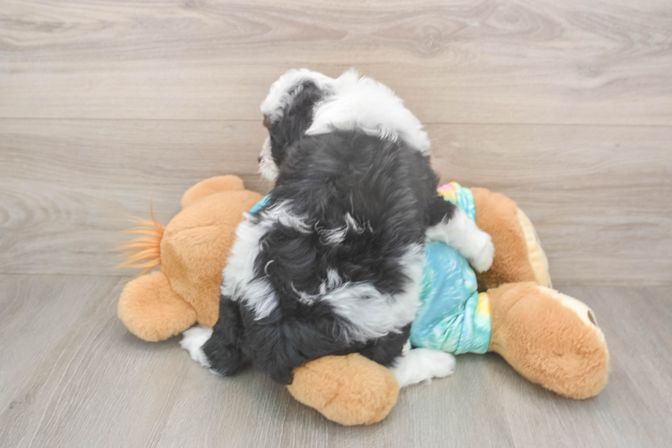 Best Mini Aussiedoodle Baby