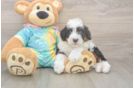 Hypoallergenic Aussiepoo Poodle Mix Puppy