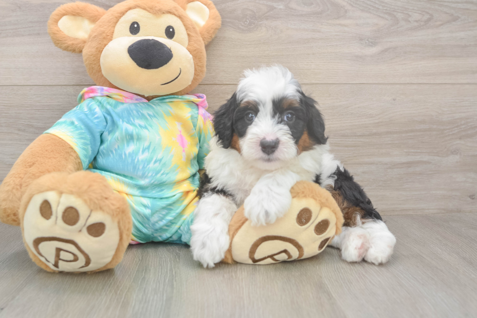 Hypoallergenic Aussiepoo Poodle Mix Puppy