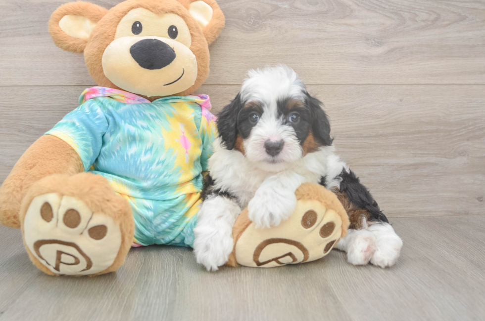 5 week old Mini Aussiedoodle Puppy For Sale - Pilesgrove Pups