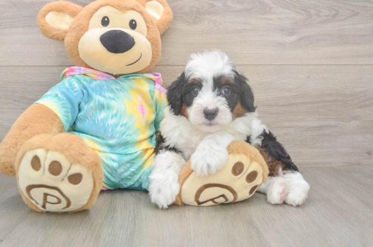 Hypoallergenic Aussiepoo Poodle Mix Puppy