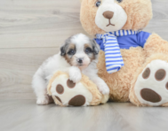 8 week old Mini Aussiedoodle Puppy For Sale - Pilesgrove Pups