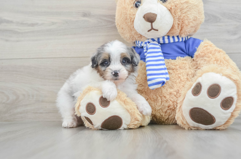 8 week old Mini Aussiedoodle Puppy For Sale - Pilesgrove Pups