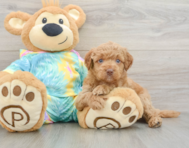 8 week old Mini Aussiedoodle Puppy For Sale - Pilesgrove Pups