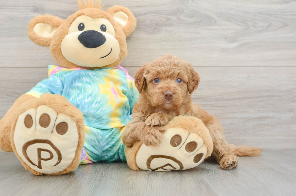 5 week old Mini Aussiedoodle Puppy For Sale - Pilesgrove Pups