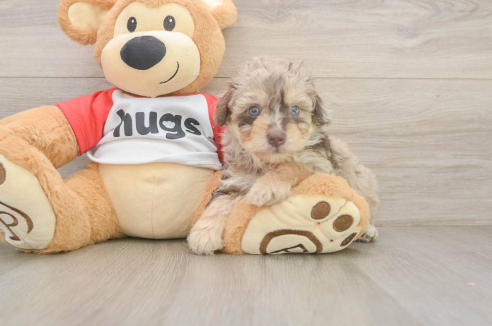5 week old Mini Aussiedoodle Puppy For Sale - Pilesgrove Pups