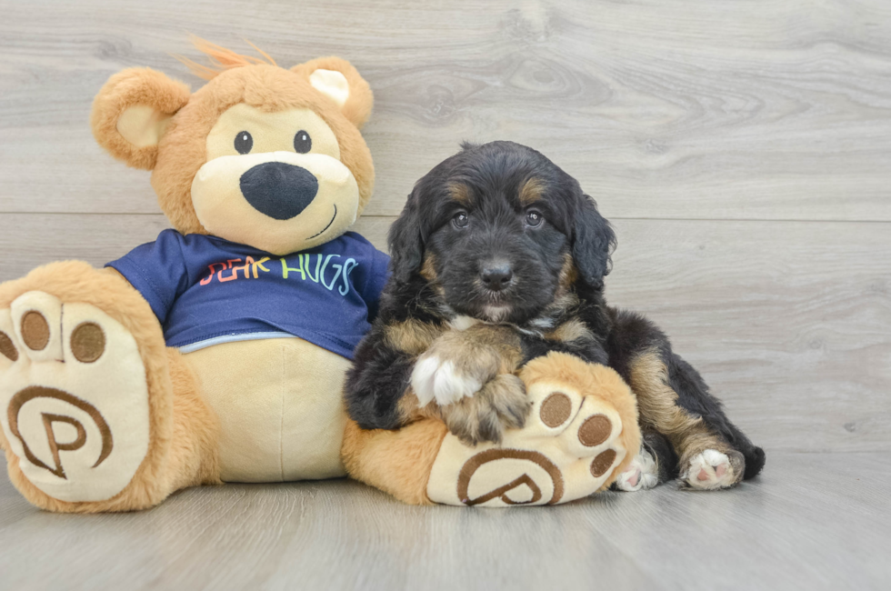 5 week old Mini Aussiedoodle Puppy For Sale - Pilesgrove Pups