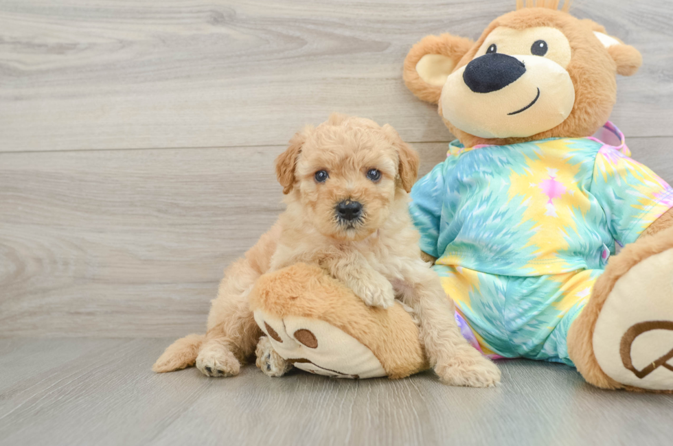 5 week old Mini Aussiedoodle Puppy For Sale - Pilesgrove Pups