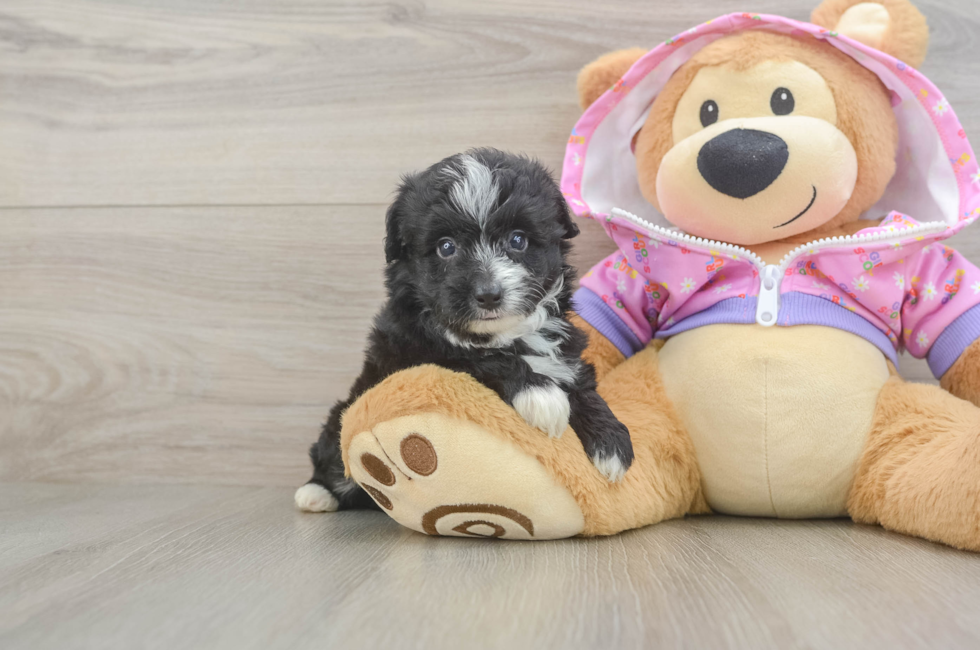 5 week old Mini Aussiedoodle Puppy For Sale - Pilesgrove Pups