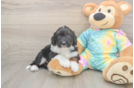 Cute Mini Aussiedoodle Baby