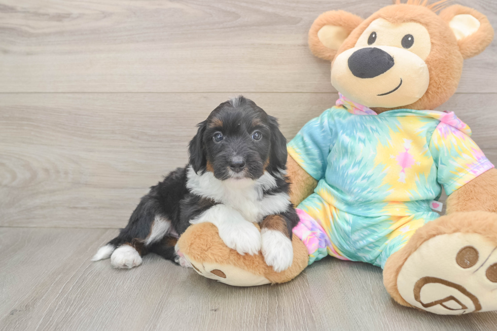 Cute Mini Aussiedoodle Baby