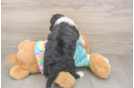 Sweet Mini Aussiedoodle Baby
