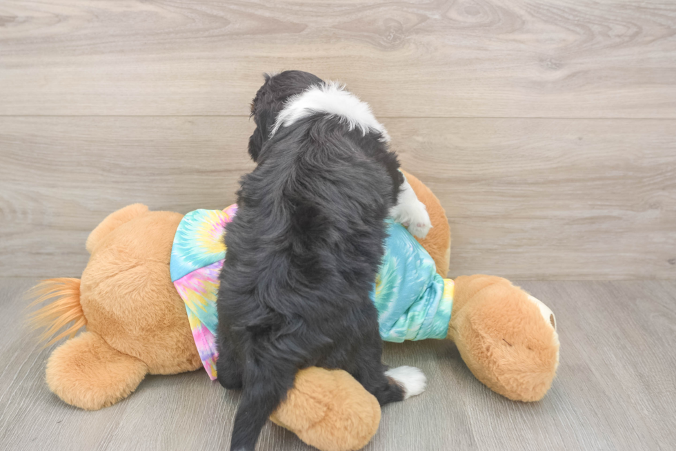 Sweet Mini Aussiedoodle Baby