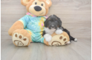 Best Mini Aussiedoodle Baby
