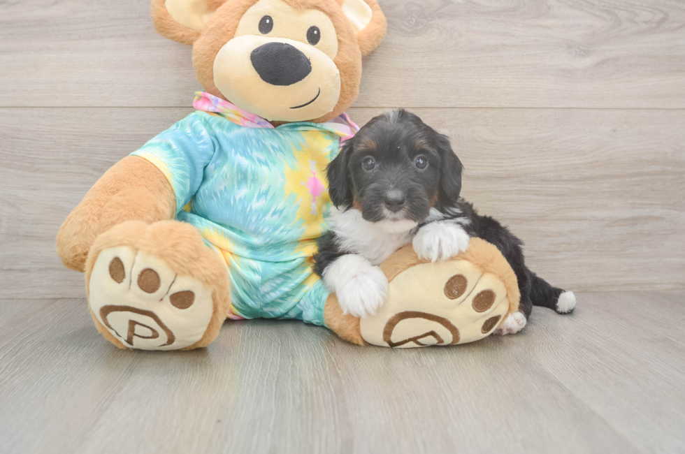 5 week old Mini Aussiedoodle Puppy For Sale - Pilesgrove Pups