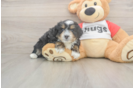 Petite Mini Aussiedoodle Poodle Mix Pup
