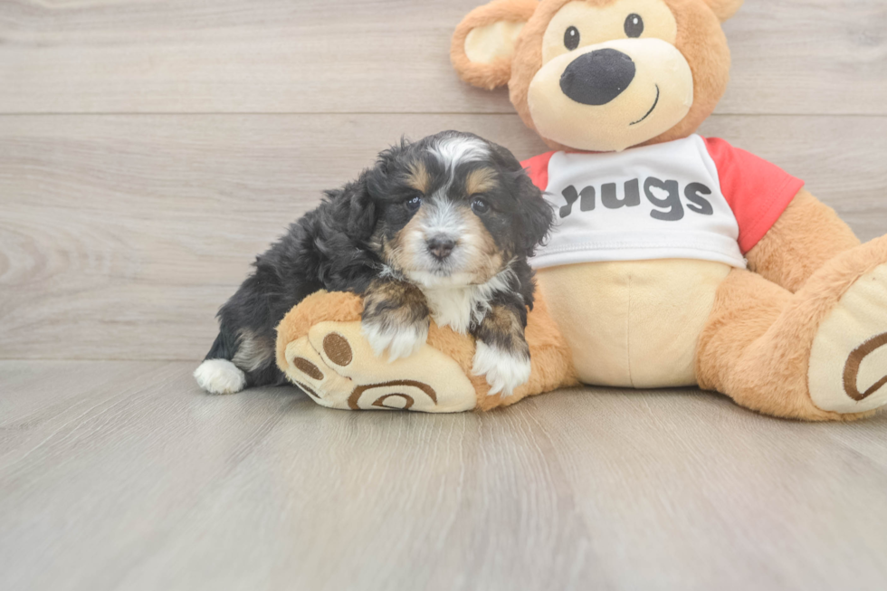 Petite Mini Aussiedoodle Poodle Mix Pup