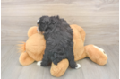Fluffy Mini Aussiedoodle Poodle Mix Pup