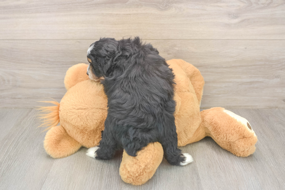 Fluffy Mini Aussiedoodle Poodle Mix Pup