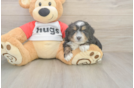 Mini Aussiedoodle Puppy for Adoption
