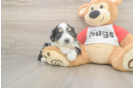 Best Mini Aussiedoodle Baby