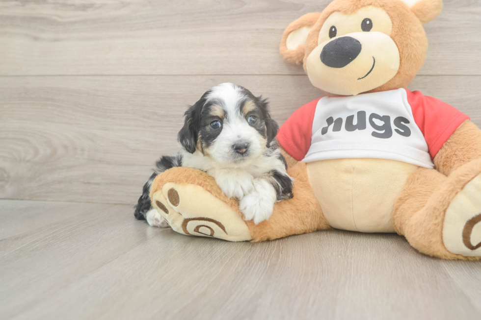 Best Mini Aussiedoodle Baby