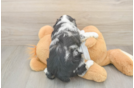 Fluffy Mini Aussiedoodle Poodle Mix Pup