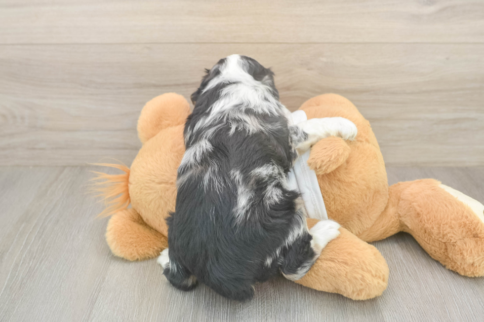 Fluffy Mini Aussiedoodle Poodle Mix Pup