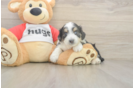 Happy Mini Aussiedoodle Baby