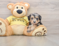 7 week old Mini Aussiedoodle Puppy For Sale - Pilesgrove Pups