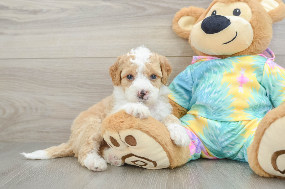 5 week old Mini Aussiedoodle Puppy For Sale - Pilesgrove Pups