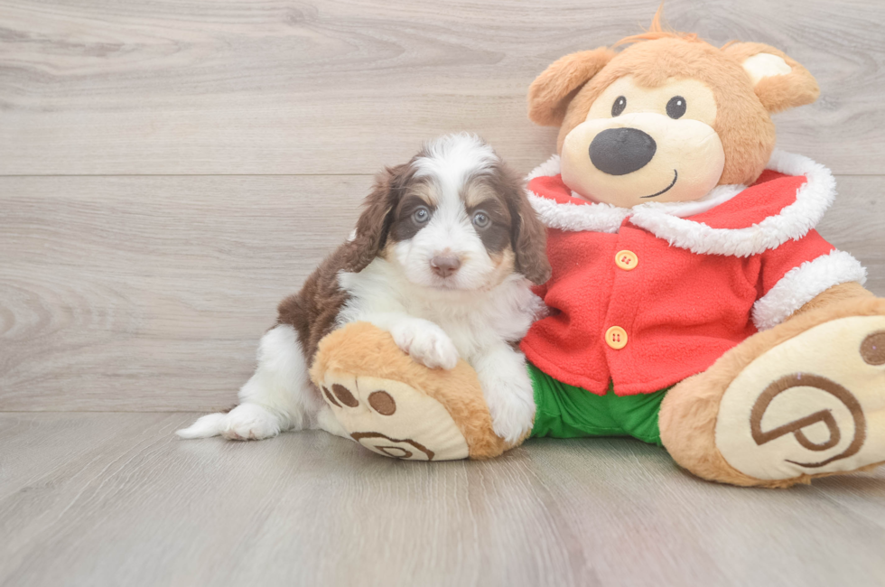 5 week old Mini Aussiedoodle Puppy For Sale - Pilesgrove Pups