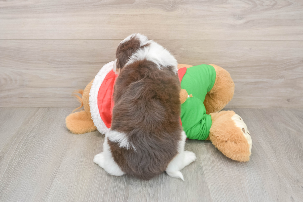 Playful Mini Aussiepoodle Poodle Mix Puppy