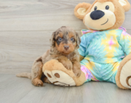 8 week old Mini Aussiedoodle Puppy For Sale - Pilesgrove Pups