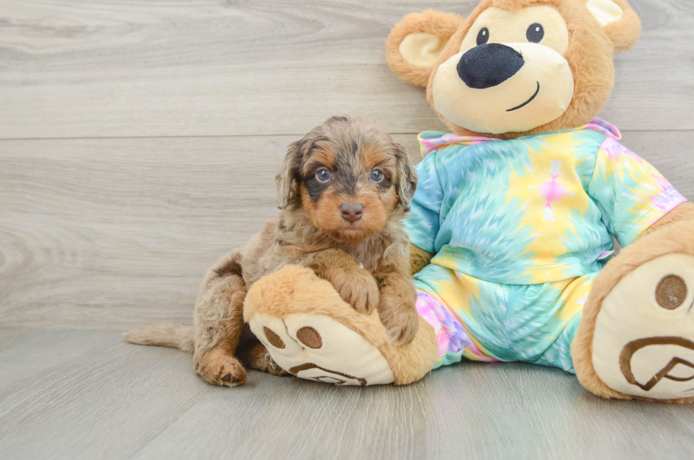 5 week old Mini Aussiedoodle Puppy For Sale - Pilesgrove Pups