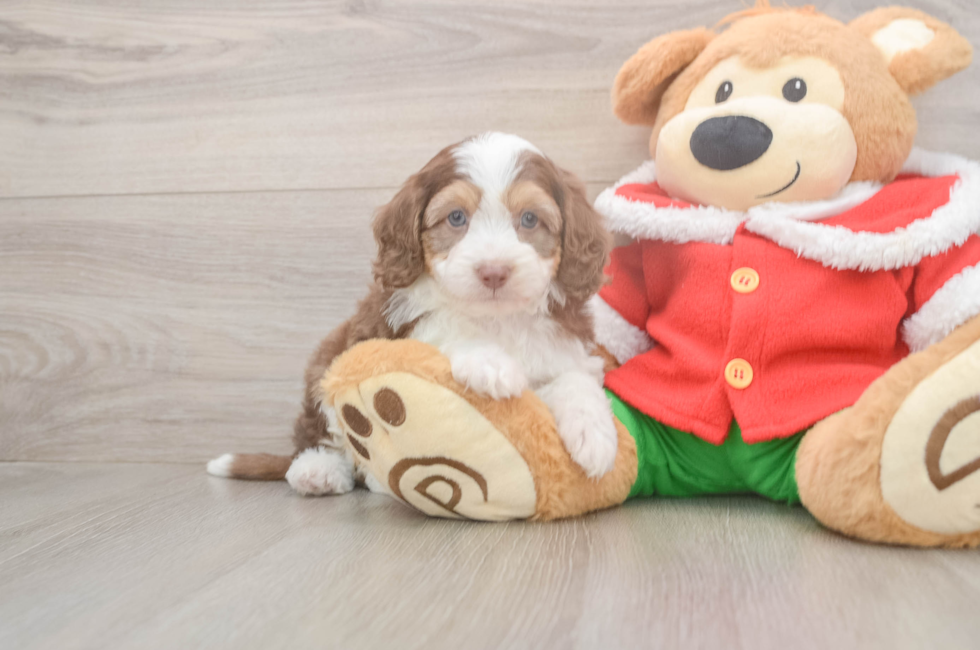 5 week old Mini Aussiedoodle Puppy For Sale - Pilesgrove Pups