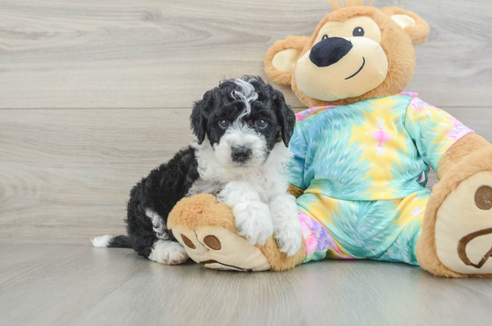 5 week old Mini Aussiedoodle Puppy For Sale - Pilesgrove Pups