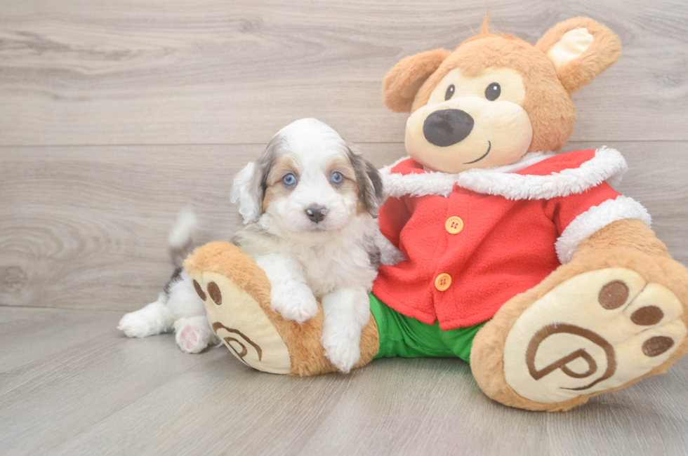 5 week old Mini Aussiedoodle Puppy For Sale - Pilesgrove Pups