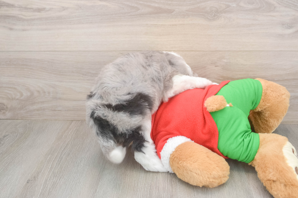 Popular Mini Aussiedoodle Poodle Mix Pup