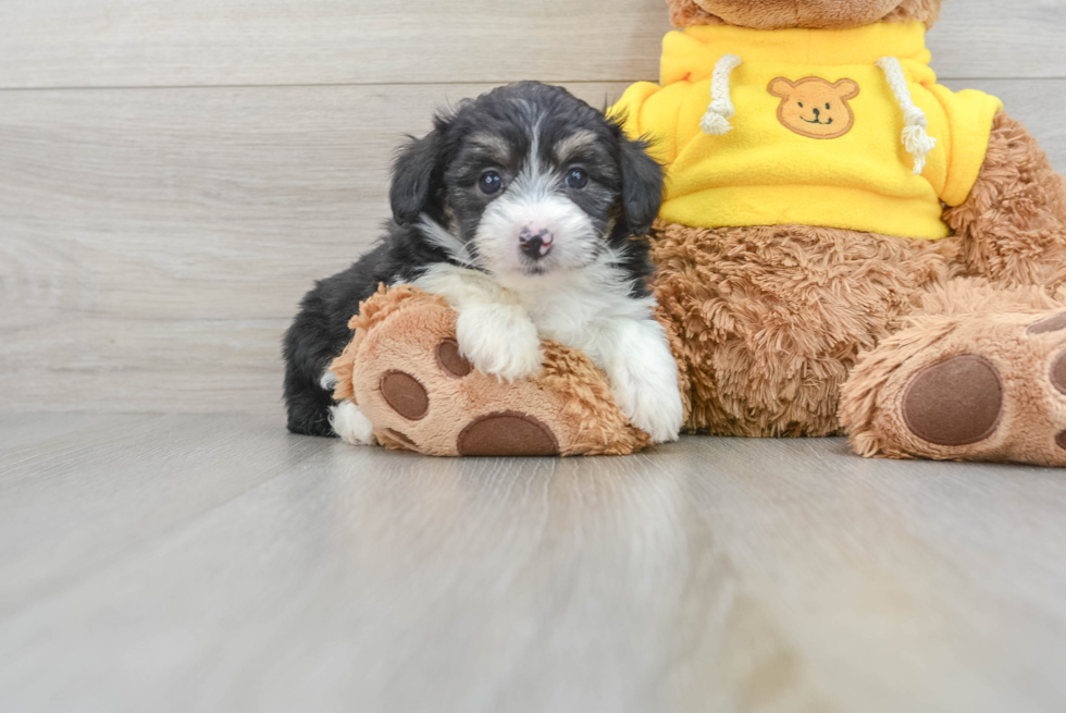 Mini Aussiedoodle Pup Being Cute