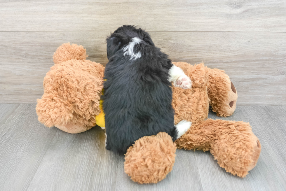 Playful Aussiepoo Poodle Mix Puppy