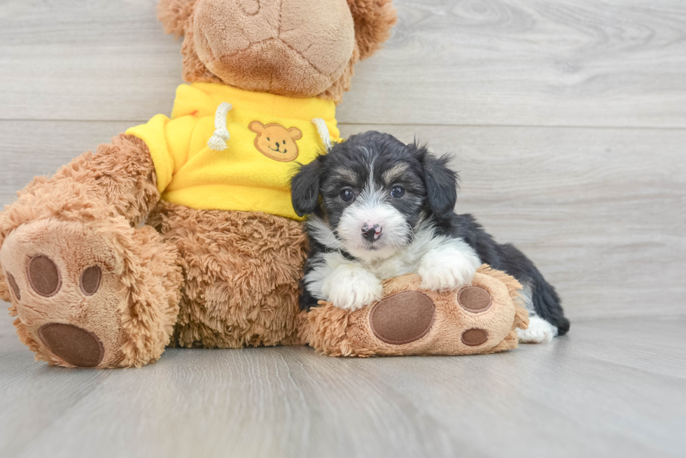 Friendly Mini Aussiedoodle Baby