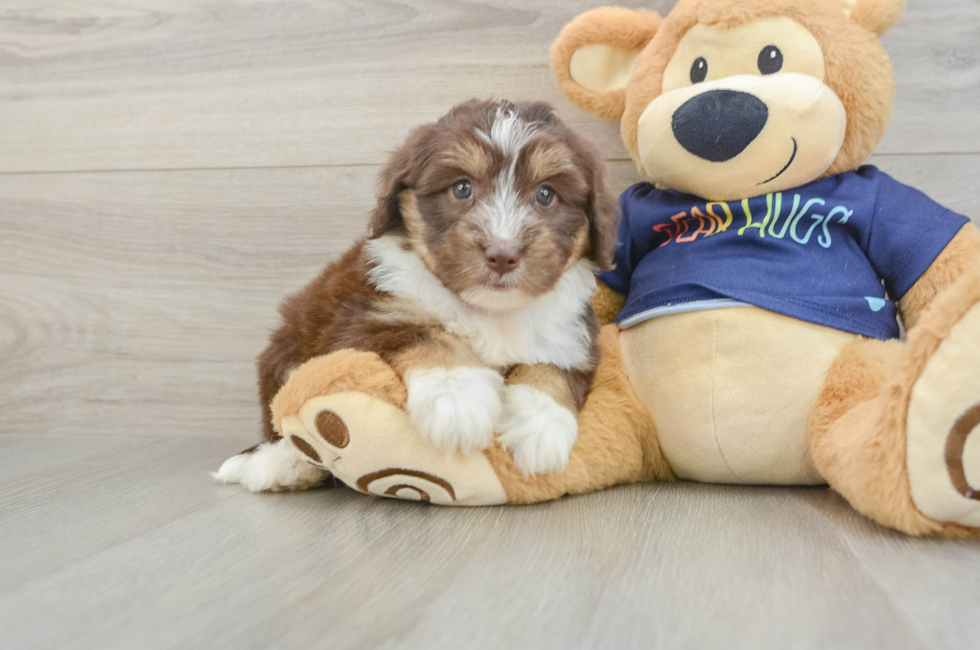 5 week old Mini Aussiedoodle Puppy For Sale - Pilesgrove Pups
