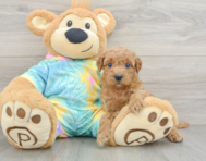 8 week old Mini Aussiedoodle Puppy For Sale - Pilesgrove Pups