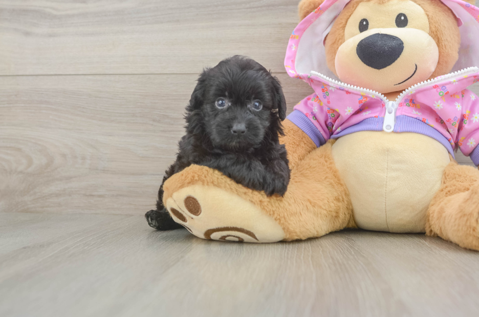 5 week old Mini Aussiedoodle Puppy For Sale - Pilesgrove Pups