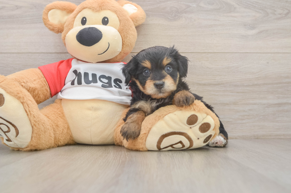 5 week old Mini Aussiedoodle Puppy For Sale - Pilesgrove Pups