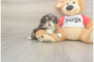 Little Mini Aussiepoo Poodle Mix Puppy